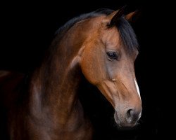 dressage horse Papaya Sun (Westphalian, 2007, from Potential)