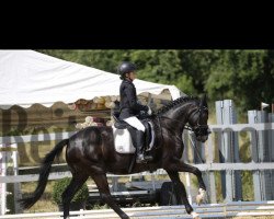 dressage horse Pole Position 27 (German Riding Pony, 2012, from Popcorn WE)