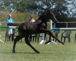 Pferd Hengst von Dressage Royal / Millennium (Oldenburger, 2019, von Dressage Royal)