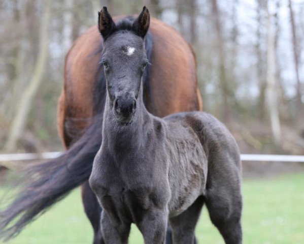 horse Victoria H (Westphalian, 2020, from Viscount 22)