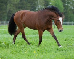 Zuchtstute Baileys 86 (Deutsches Reitpony, 1992, von Nordstar)