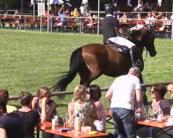Reitturnier Leingarten 2016