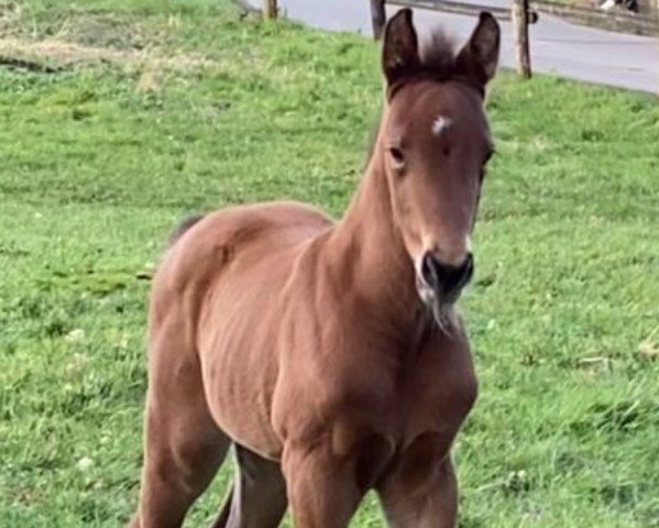 horse Cafe's Chiona (Oldenburg, 2020, from Cafe au lait 2)