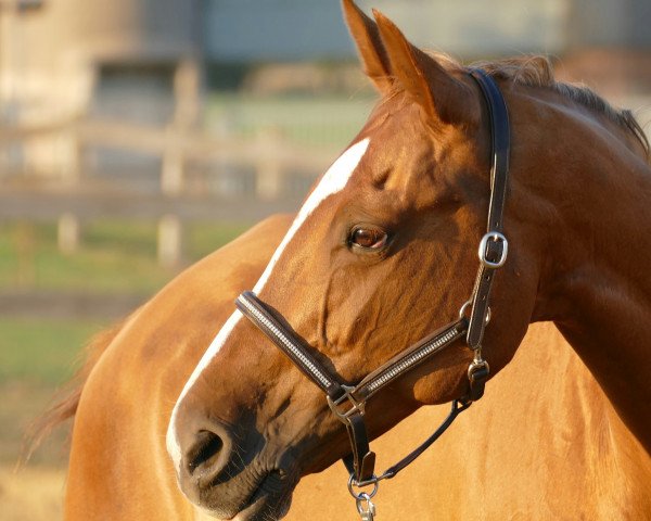 broodmare Ciara (Westphalian, 2005, from Coriando)