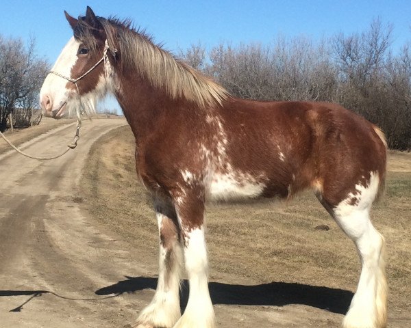 Fattrice Hill Topper Lady's Diane (Clydesdale, 2013, di Westerdale Nelson)
