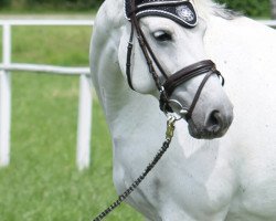 broodmare Adlantus Akira (Hanoverian, 2004, from Adlantus As FRH)