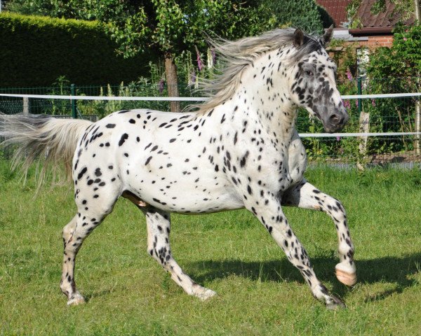 horse Lyn's Hyperion af Aleiga (Knabstrupper, 2009, from Hussar of Independence)