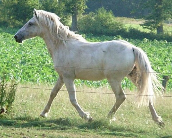 broodmare Lyn's Halastjarna af Aleiga (Knabstrupper, 2008, from Hussar of Independence)