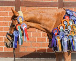 dressage horse Dario 137 (Hessian Warmblood, 2004, from De Niro)