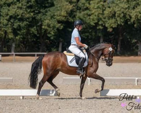 horse Simply Joy 3 (German Riding Pony, 2014, from Don Mour)