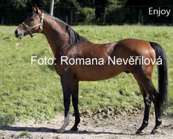 stallion Enjoy Plan xx (Thoroughbred, 1990, from Alydar xx)