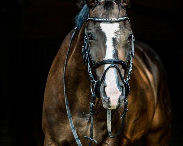 jumper Diaghilew (Trakehner, 2006, from Napoleon Quatre)