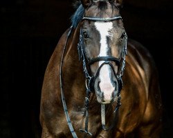 Springpferd Diaghilew (Trakehner, 2006, von Napoleon Quatre)
