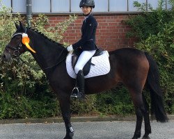 dressage horse Ariba D (German Riding Pony, 2002, from Amarillys Sensation D)