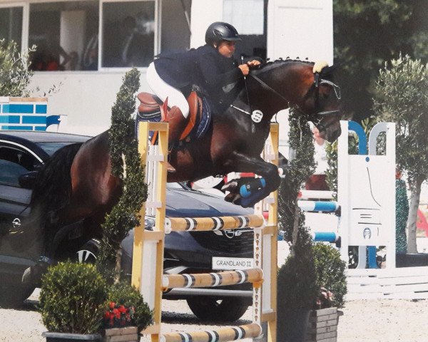 stallion For Christmas 2 (German Riding Pony, 2013, from For Next Generation)