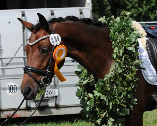 dressage horse Chagall Jm (German Riding Pony, 2016, from Calido G)