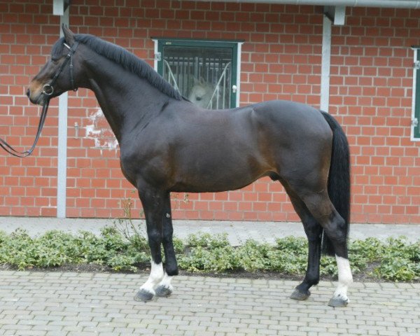 stallion Cordobes II (Holsteiner, 1996, from Contender)