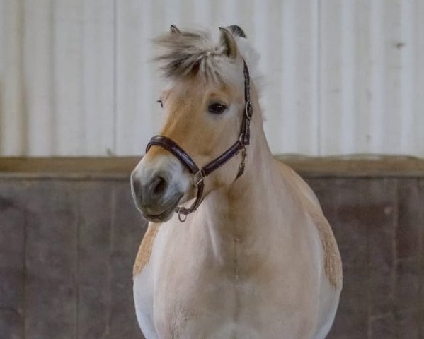 Pferd Jarne (Fjordpferd, 2007, von Jonathan)
