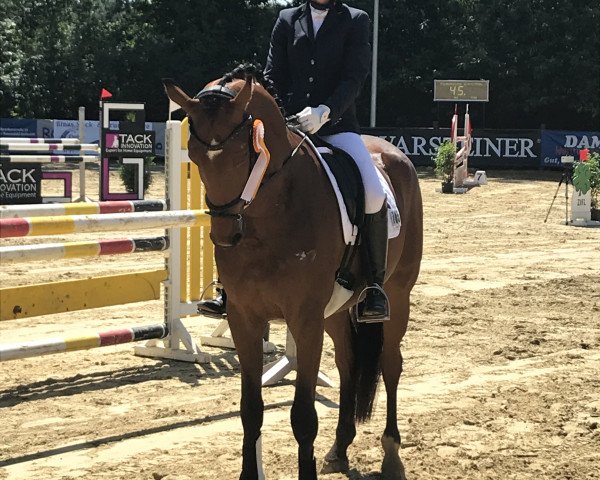 dressage horse G-Star 19 (Hanoverian, 2015, from Gandhi)
