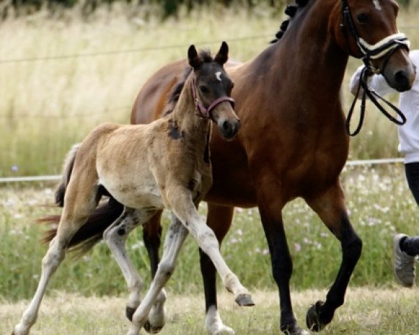horse Avanti SK (German Riding Pony, 2019, from A kind of Magic 5)