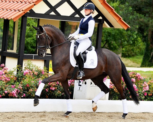 broodmare So Fantastic PS (Oldenburg, 2014, from Sir Donnerhall I)
