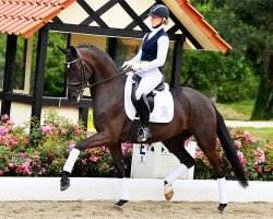 broodmare So Fantastic PS (Oldenburg, 2014, from Sir Donnerhall I)