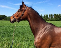 dressage horse Clear Mind 2 (Westphalian, 2010, from Coronas 2)