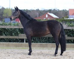 broodmare Santina (Oldenburg, 2003, from Sandro Hit)