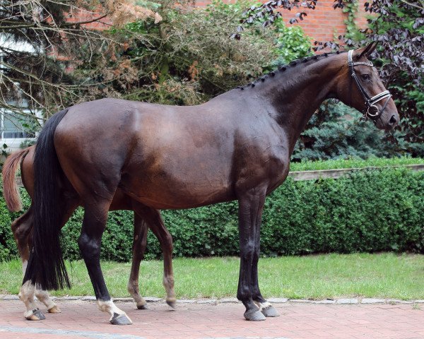 Zuchtstute Colima (Oldenburger, 2011, von Sir Donnerhall I)
