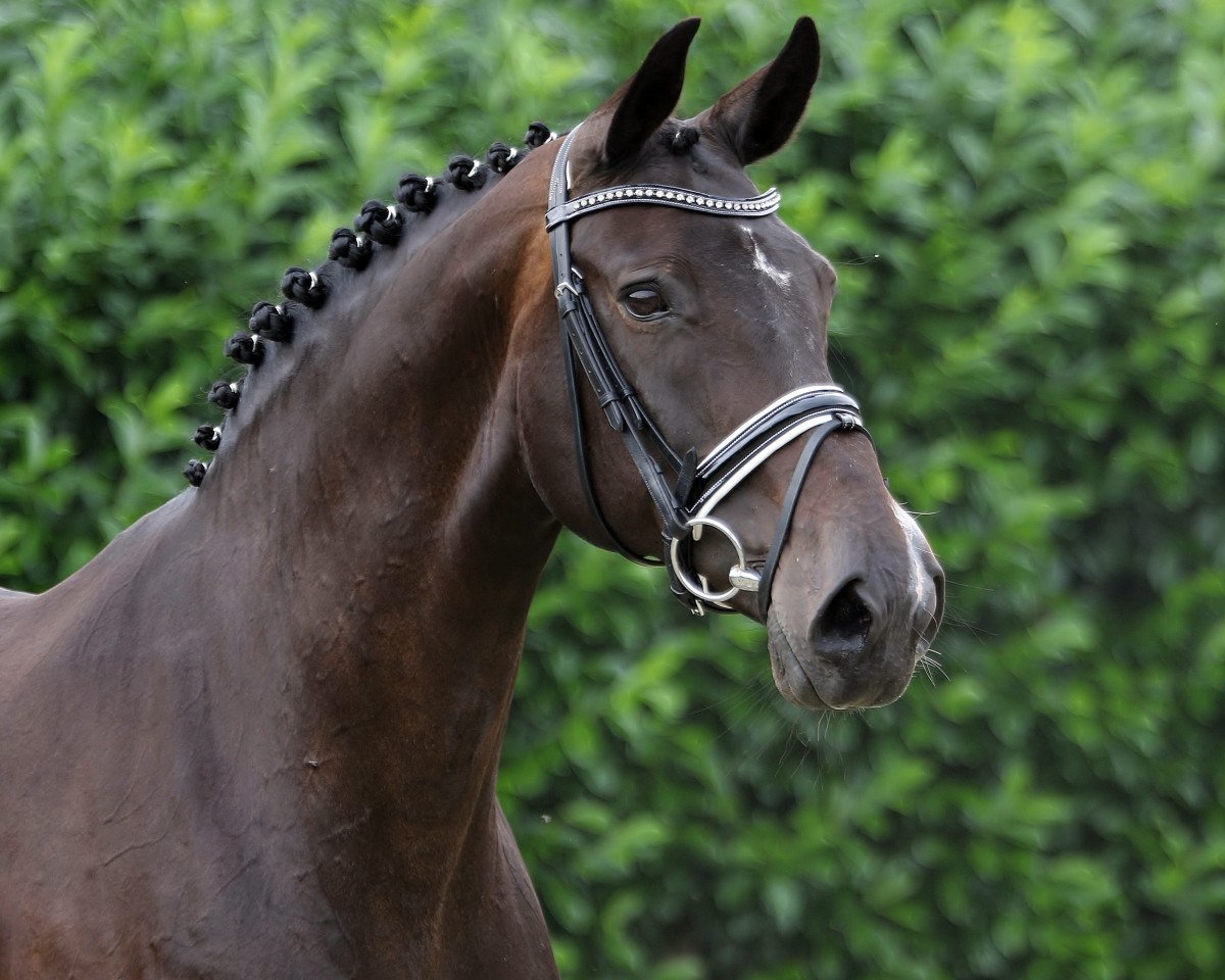 broodmare China (Oldenburg, 2002, from Roadster)