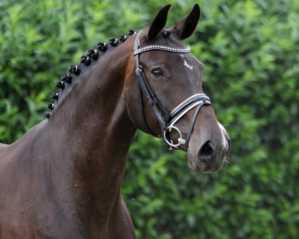 broodmare China (Oldenburg, 2002, from Roadster)