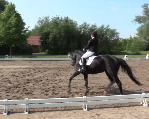 Reitturnier Hille 2016