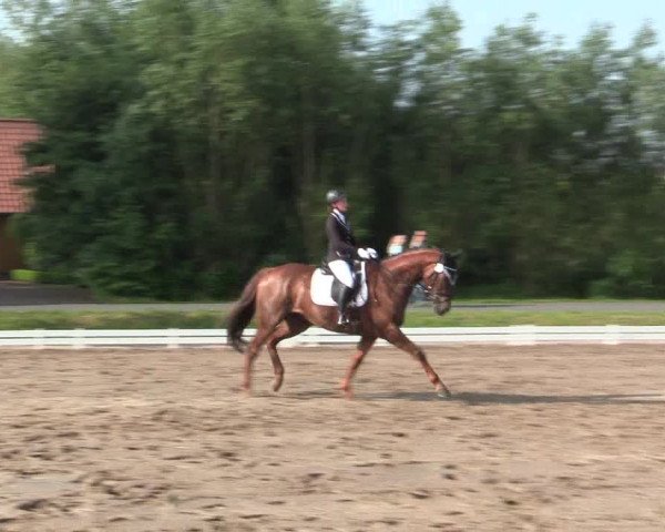 Reitturnier Hille 2016