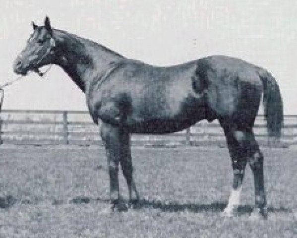Pferd Sarazen xx (Englisches Vollblut, 1921, von High Time xx)