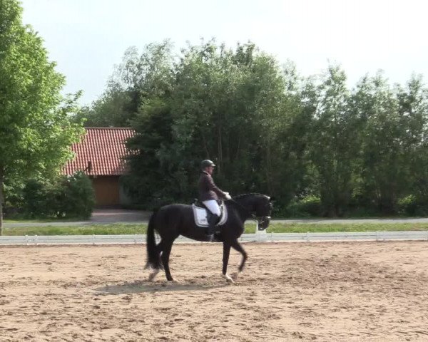 Reitturnier Hille 2016
