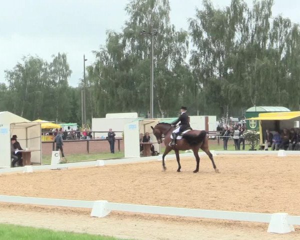 Reitturnier Hille 2016