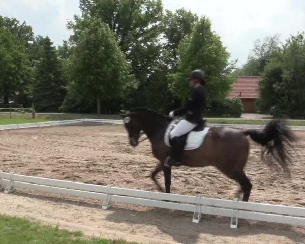 Reitturnier Hille 2016