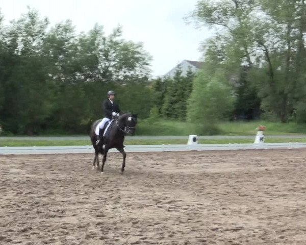 Reitturnier Hille 2016