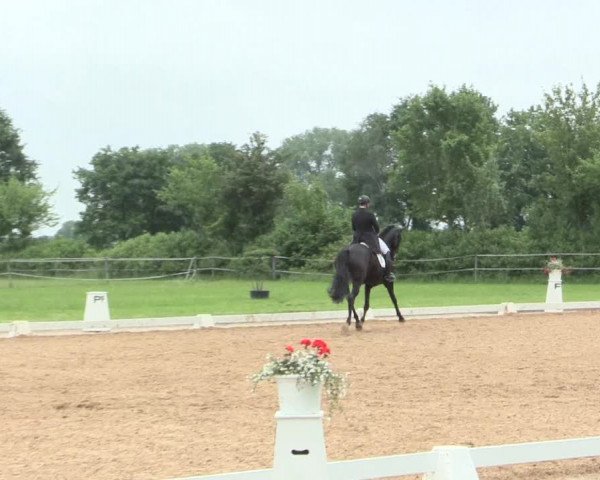 Reitturnier Hille 2016