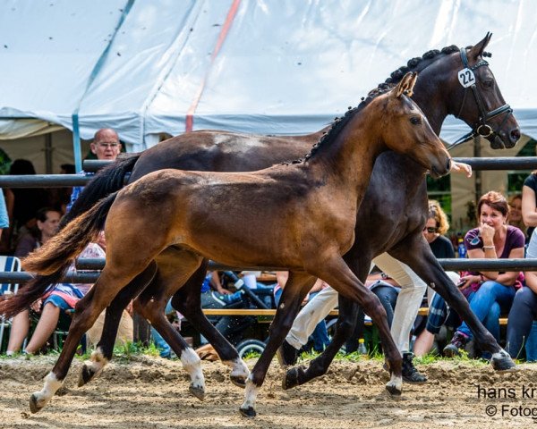 horse Moarhof's Vranz (Austrian Warmblood, 2019, from Vitalis)
