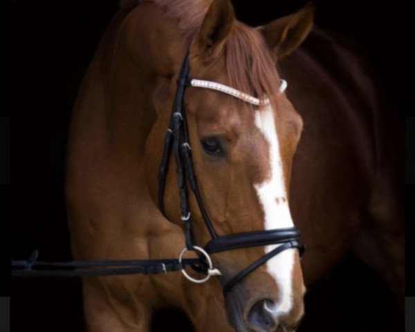 Pferd Floristano (Hannoveraner, 2011, von Fuechtels Floriscount OLD)