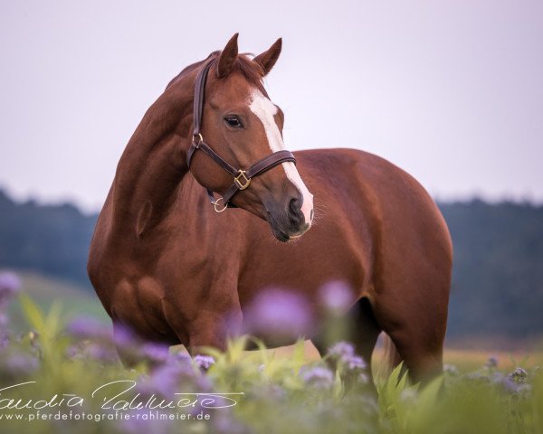 dressage horse Quanna-Querida (German Sport Horse, 2011, from Quaterback)