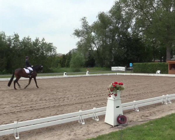 Reitturnier Hille 2016