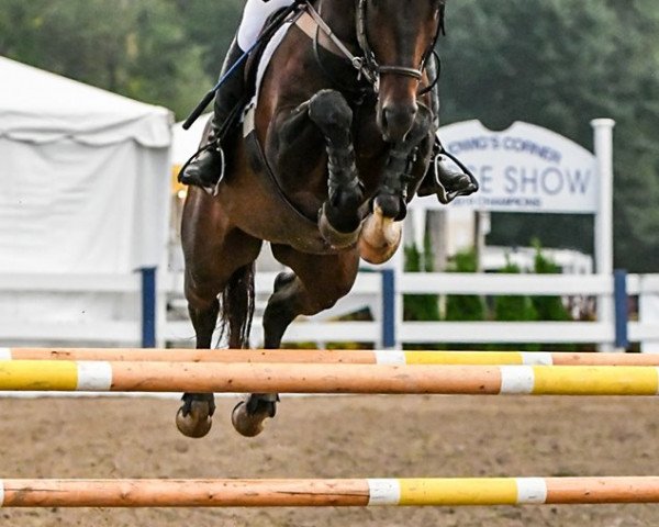 horse El Cuador (Hanoverian, 2007, from Escudo I)