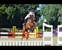 Springpferd Balou 837 (Oldenburger Springpferd, 2010, von Baloussini)