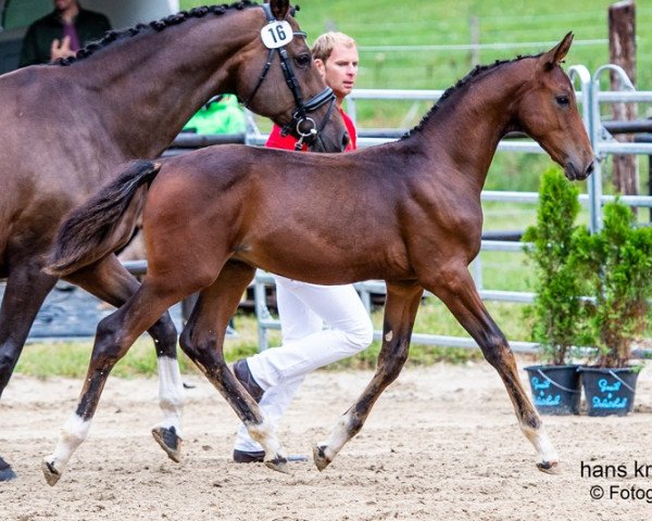horse Charly Brown (Austrian Warmblood, 2018, from Christ)