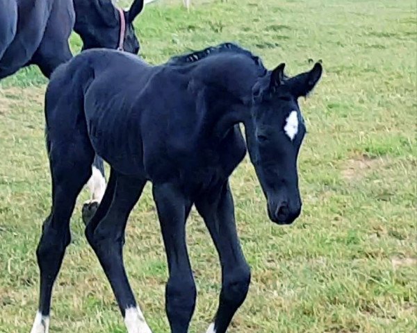 horse Calimero Noir (Oldenburg,  , from Christ)