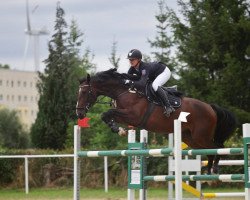 jumper Destony M (Oldenburg show jumper, 2012, from Diarado)