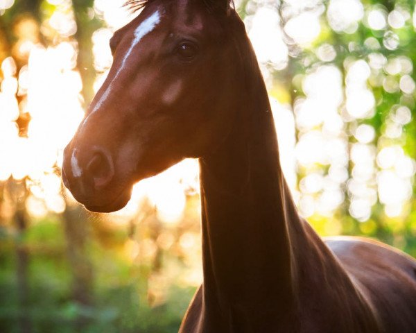 dressage horse Suela 4 (Hanoverian, 2012, from Swarovski)