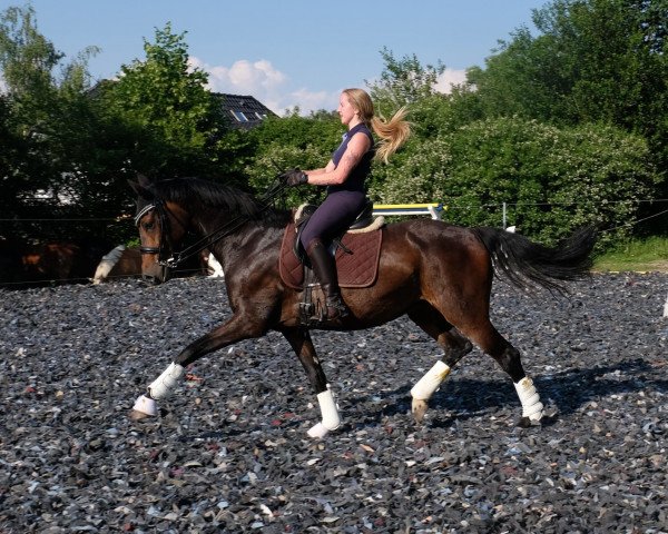 broodmare Joyce Woods (Oldenburg, 2012, from Bretton Woods)